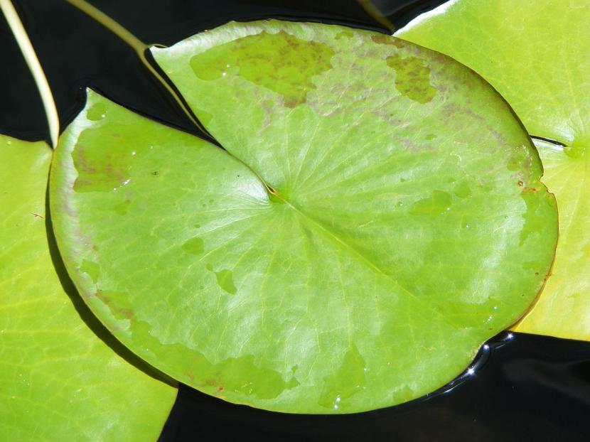 Hoja flotante de nenúfar azul con el borde ondulado