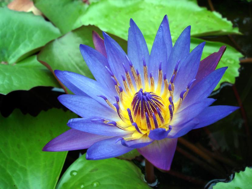 Loto azul de Egipto (Nymphaea caerulea): cultivo en estanque