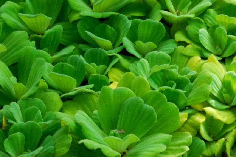Lechuga de agua (Pistia stratiotes): qué es y por qué está prohibida