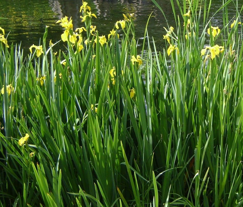 Lirio amarillo de agua: guía para bordes de estanque