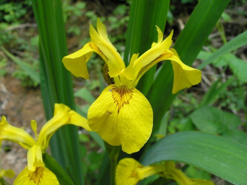 Lirio amarillo floreciendo en el borde de un estanque