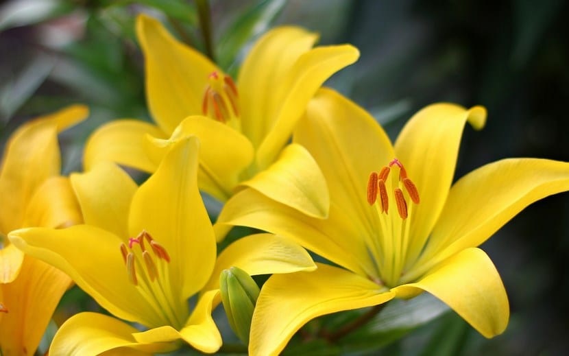 Detalle de la flor amarilla del Iris pseudacorus