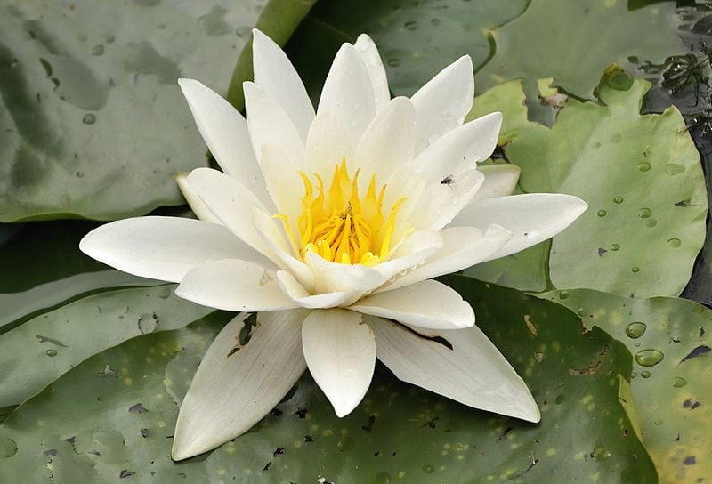 Nymphaea alba: el nenúfar blanco europeo en el estanque