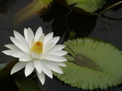 Hojas de Nymphaea lotus o loto tigre en un acuario