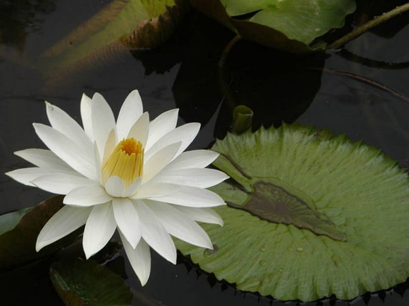 Nymphaea lotus: cultivo del loto tigre paso a paso
