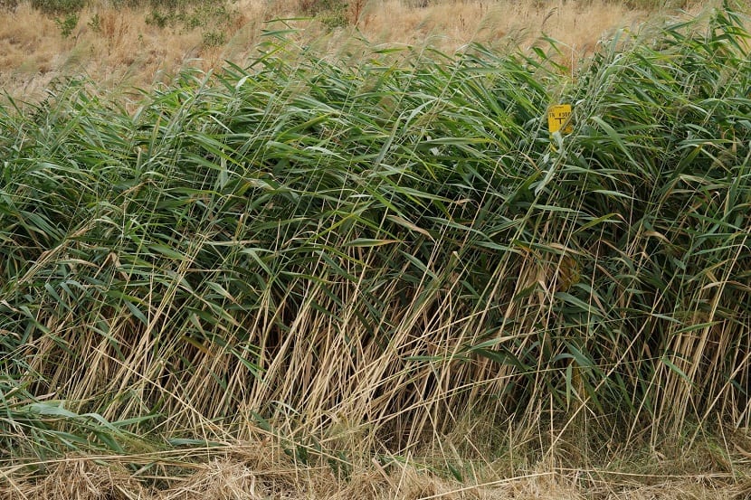 Phragmites australis (carrizo): características, usos y control