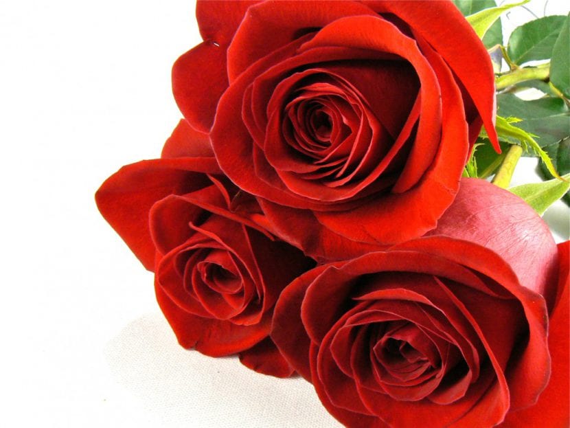 Rosas rojas de variedad Freedom, típicas del ramo de San Valentín