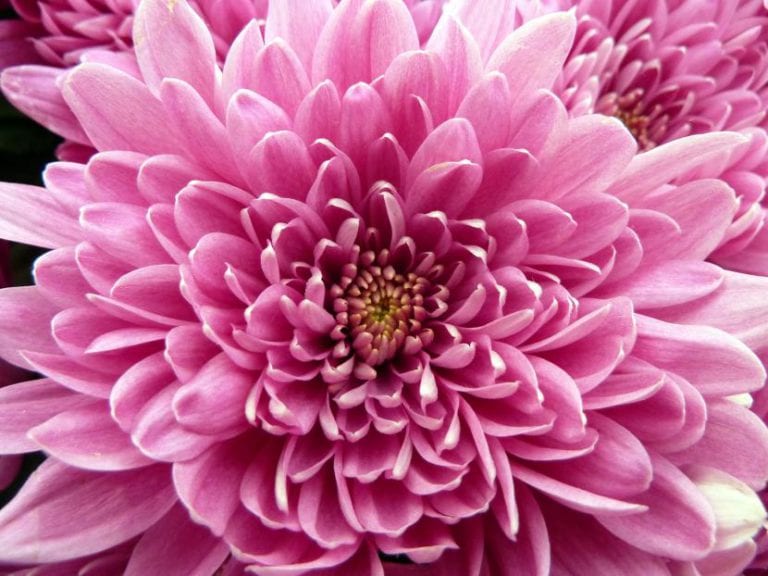 Crisantemo en flor