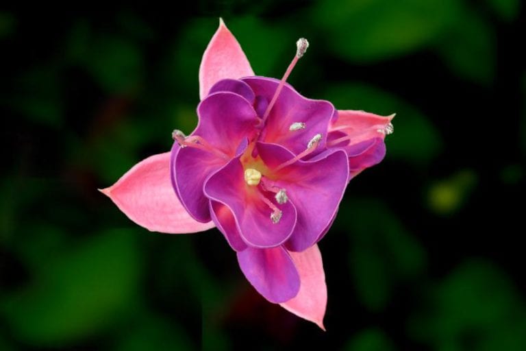 Flores colgantes de fucsia