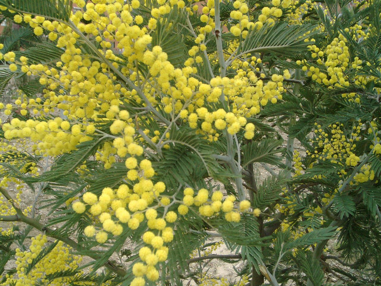 Acacia: tipos, características, tamaños, variedades y color…