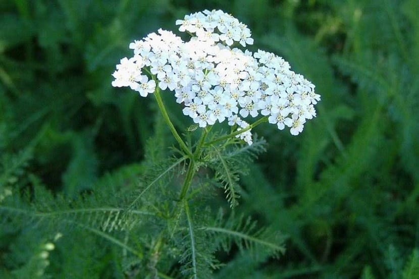 Milenrama: cultivo, recolección y usos de Achillea millefolium
