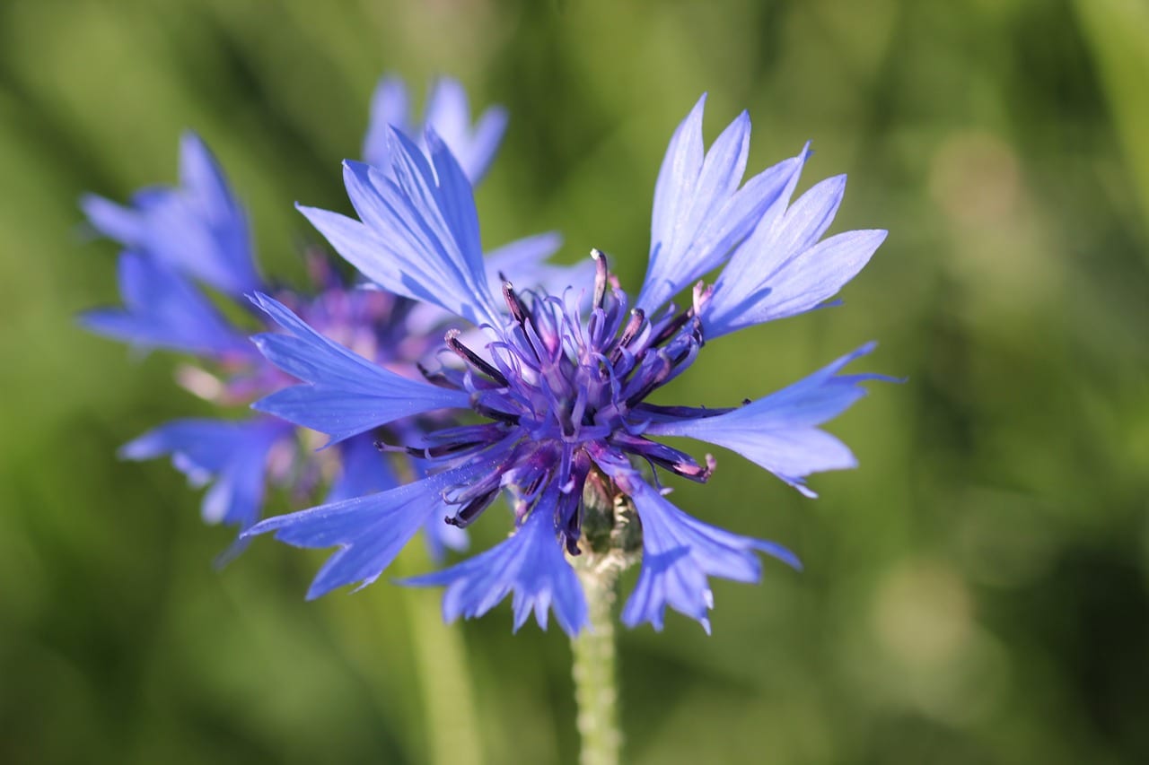 Aciano (Centaurea cyanus): siembra y cultivo paso a paso