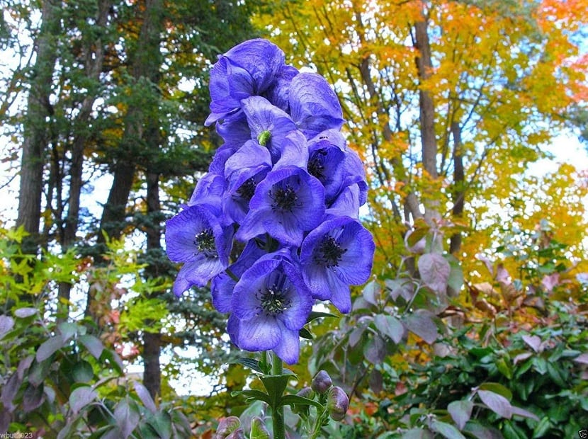 Flores azules encapuchadas de Aconitum napellus