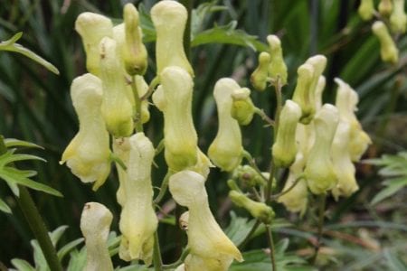 Flores amarillas de Aconitum vulparia, el matalobos amarillo