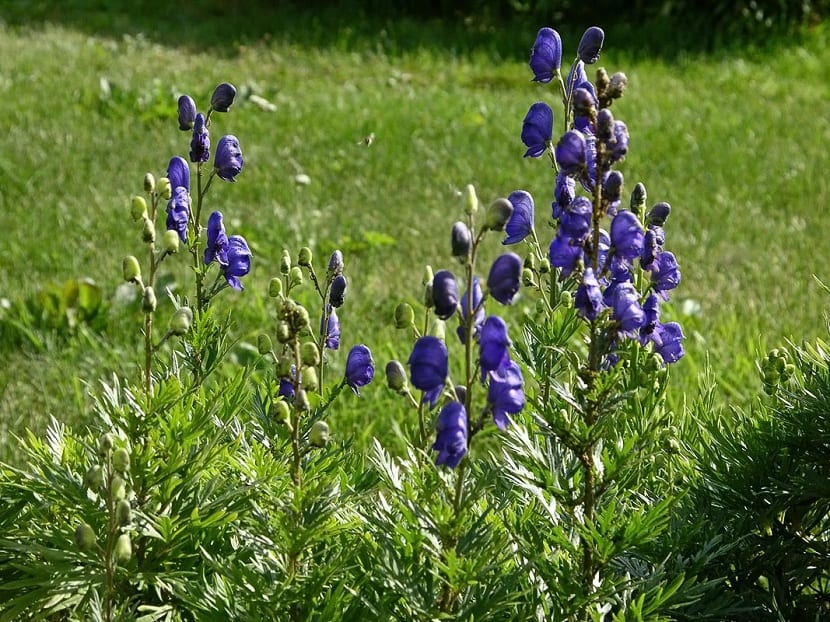 Acónito (Aconitum): cómo reconocerlo y por qué es tan tóxico