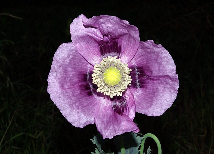Flor de adormidera, Papaver somniferum, con sus pétalos malvas y la mancha basal oscura
