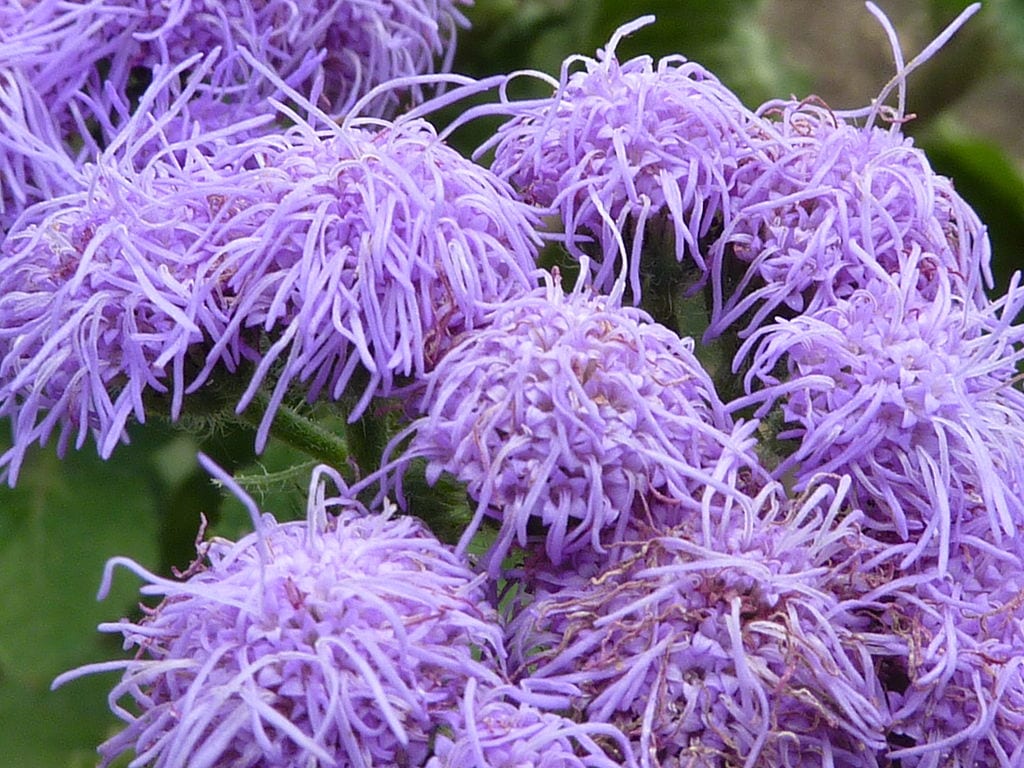 Agerato: cultivo, riego y poda de Ageratum houstonianum