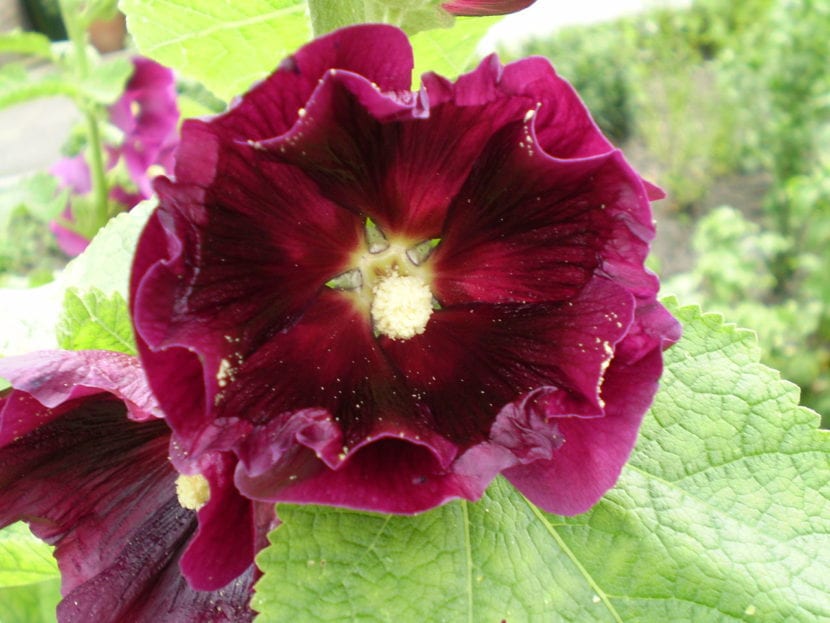 Ejemplar de Alcea rosea en flor
