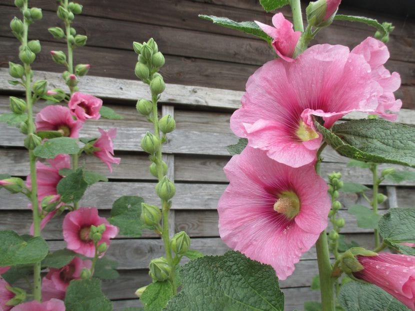 Flores de malva real abiertas a lo largo del tallo
