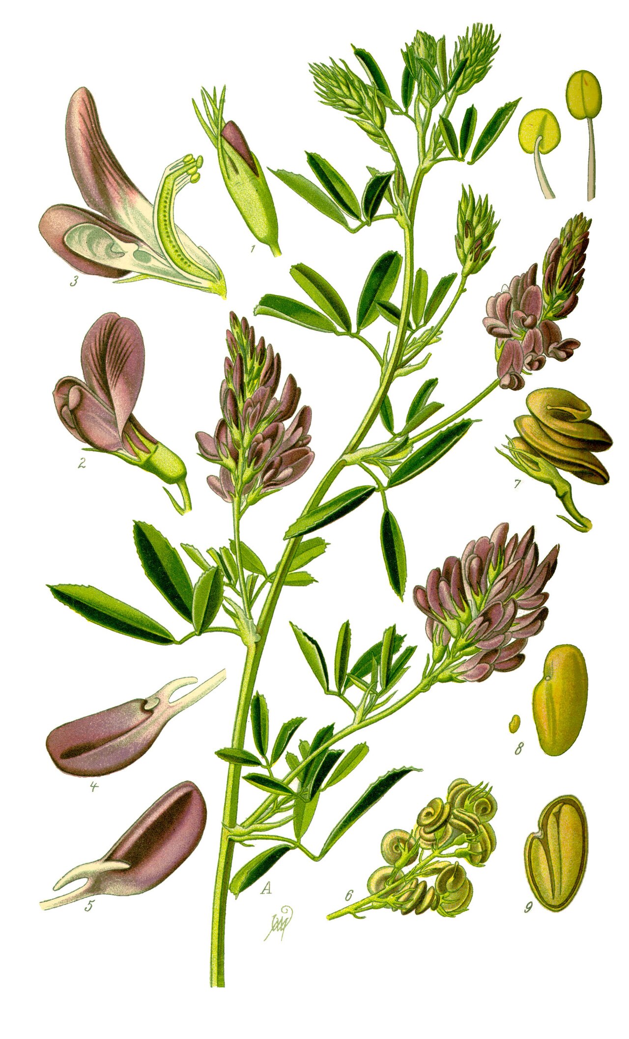 Alfalfa: fotos, tipos, significado, características, imágenes