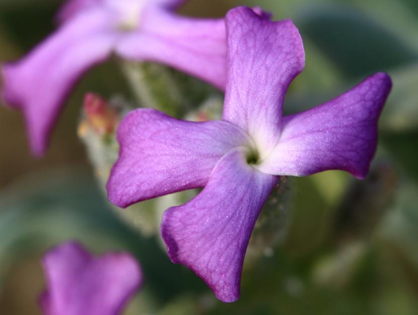 Alhelí (Matthiola incana): cultivo, siembra y cuidados