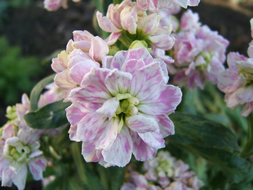 Matthiola incana en flor