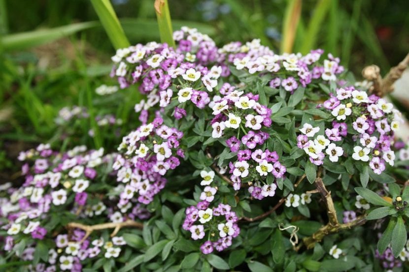 Mata de alyssum en flor