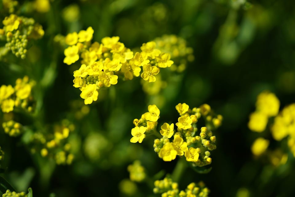 Alyssum montanum, especie vivaz de rocalla