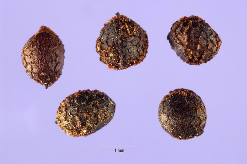 Semillas de Eschscholzia californica