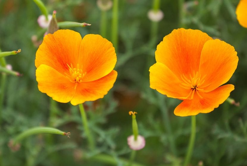 Flores naranjas de amapola de California en plena floración