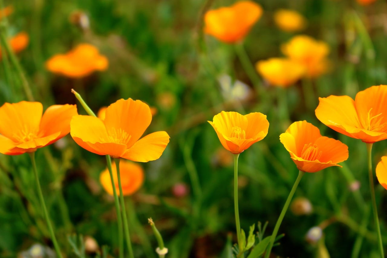 Amapola de California: siembra y cuidados de la Eschscholzia