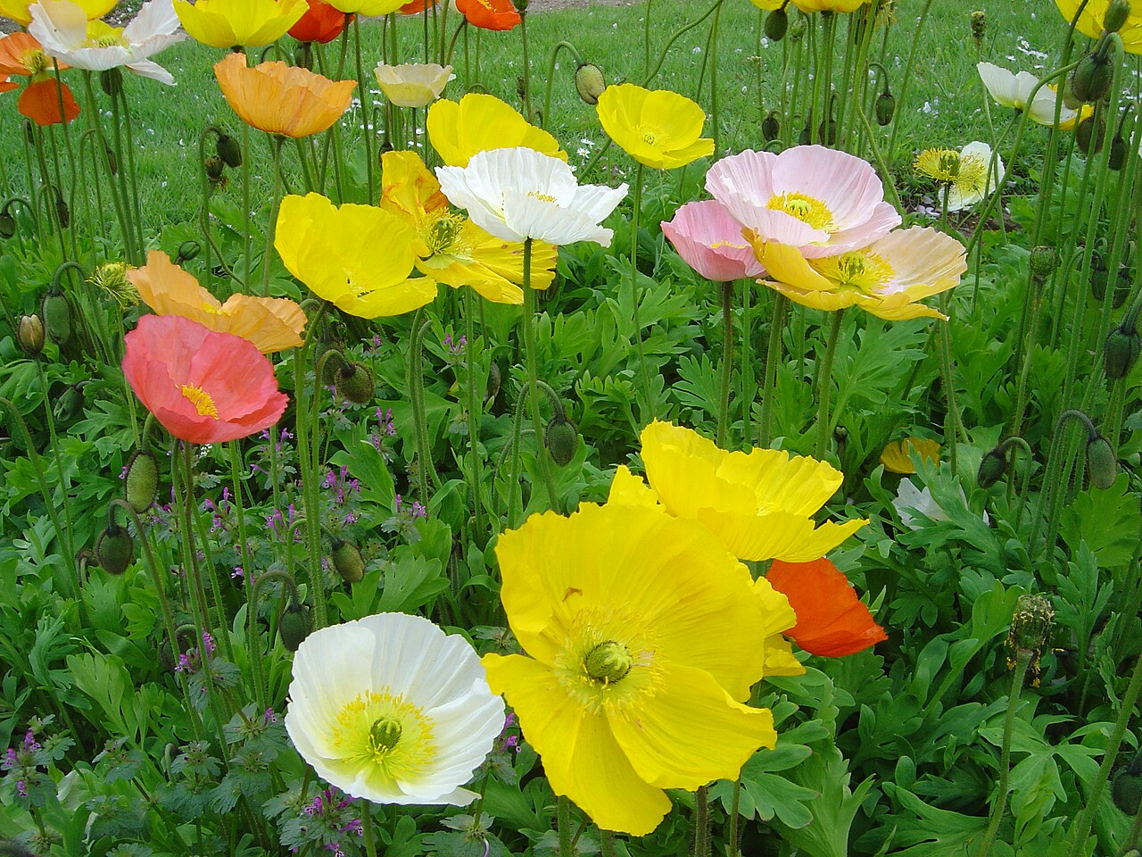 Amapola: fotos, tipos, significado, características, imágenes