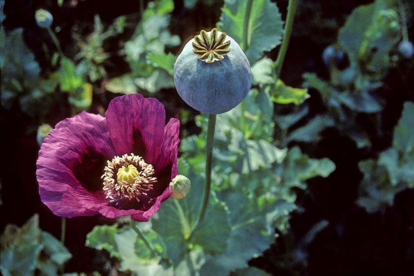 Flor de amapola real, Papaver somniferum, con pétalos rosados y estambres oscuros