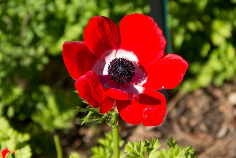 Flor de Anemone coronaria de color rojo intenso