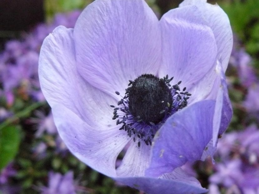 Anemone coronaria de flor azul en floración