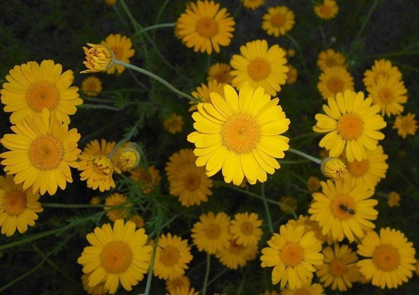 Capítulos abiertos de Anthemis tinctoria vistos de cerca