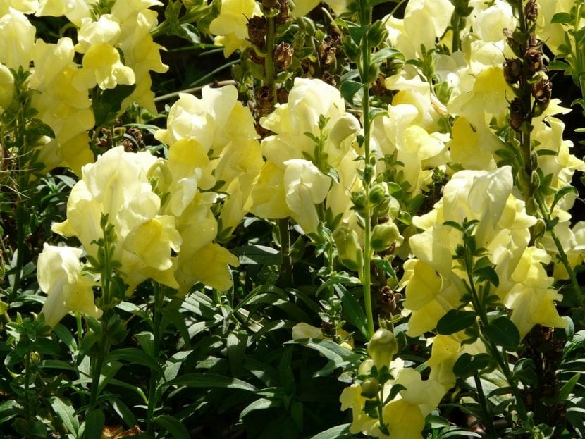 Flores de Antirrhinum majus o boca de dragón en varios colores
