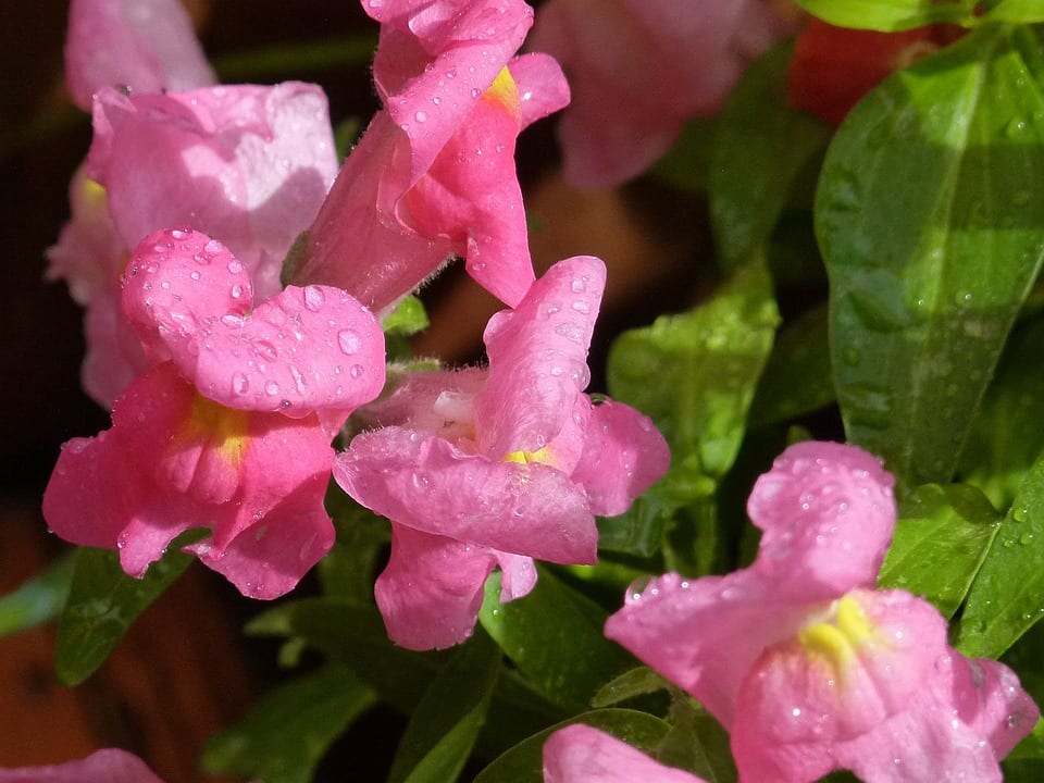 Antirrhinum o boca de dragón: cultivo y cuidados