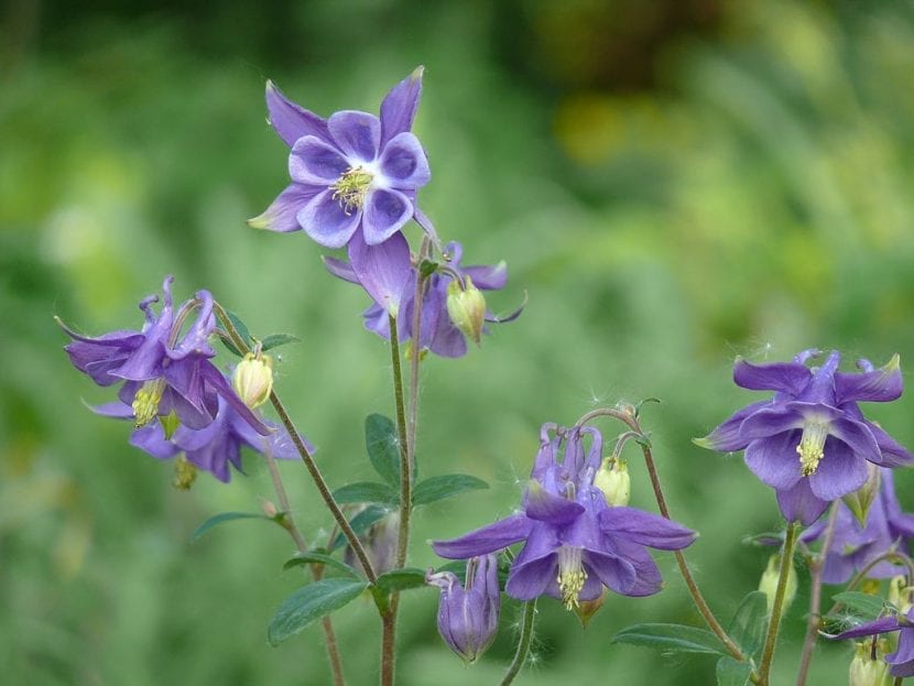 Flores azuladas de Aquilegia vulgaris