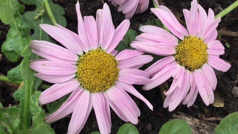 Margaritas de color rosa de Argyranthemum