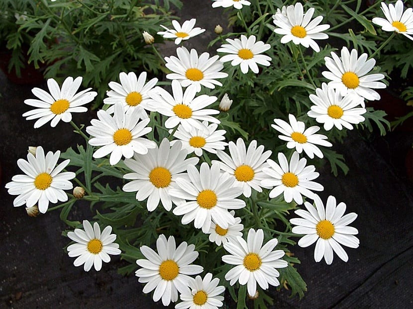 Argyranthemum frutescens: la margarita leñosa canaria