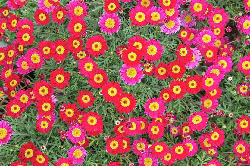 Variedades de Argyranthemum frutescens de distintos colores