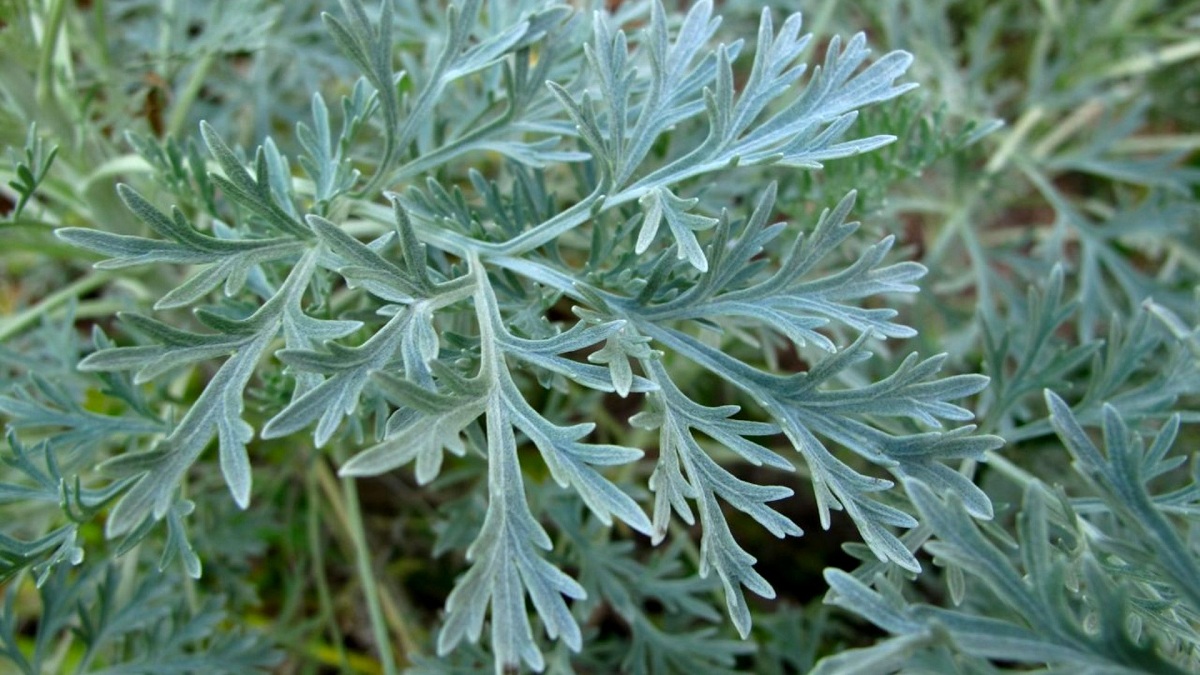 Ajenjo (Artemisia absinthium): cultivo, poda y usos