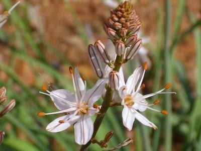 Flores blancas del Asphodelus fistulosus con el nervio pardo