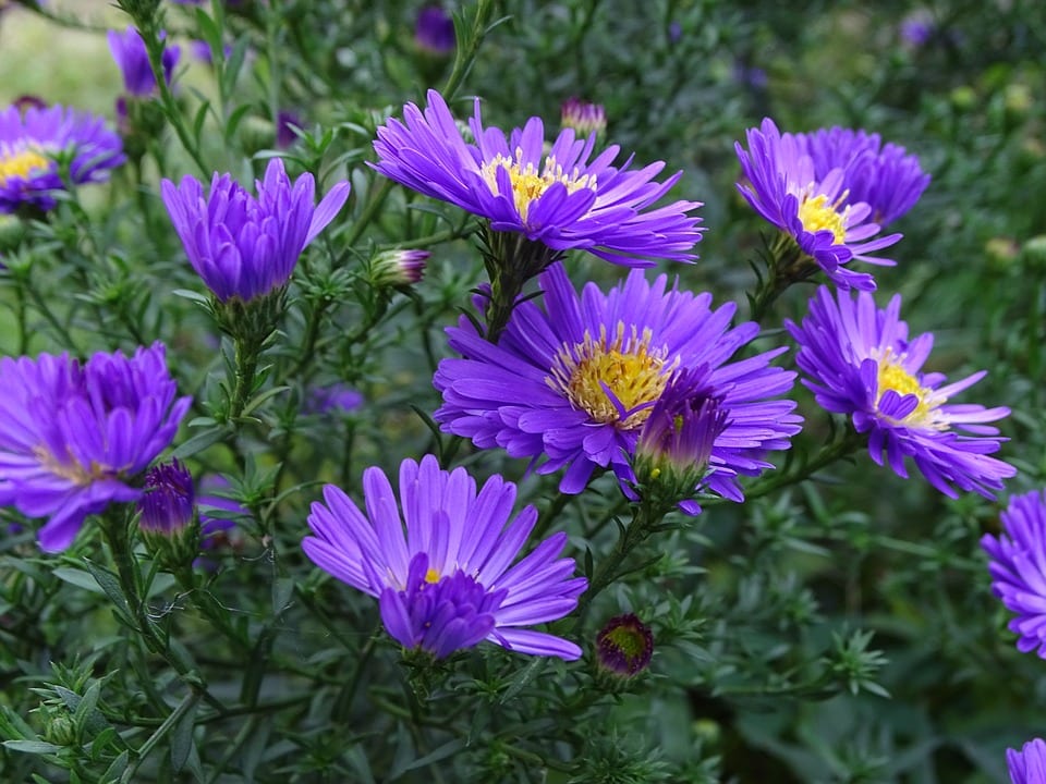Aster: especies, cuidados y errores que arruinan la mata