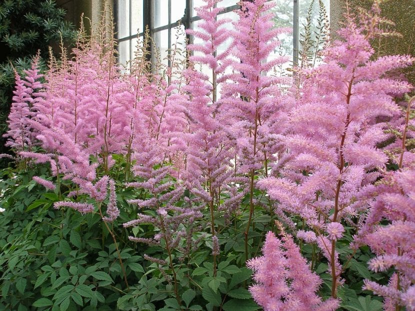 Panículas plumosas de astilbe rosa en flor