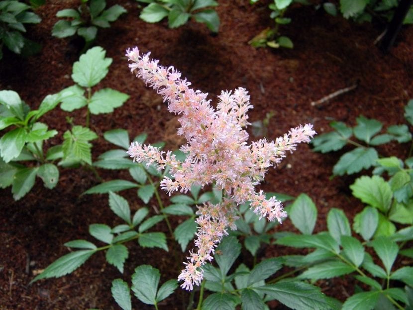Planta de astilbe con follaje dividido y espigas florales