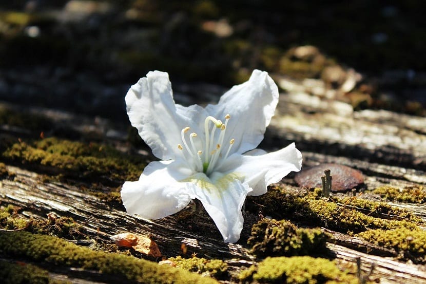 Azaleas en sombra: dónde plantarlas y cómo cuidarlas