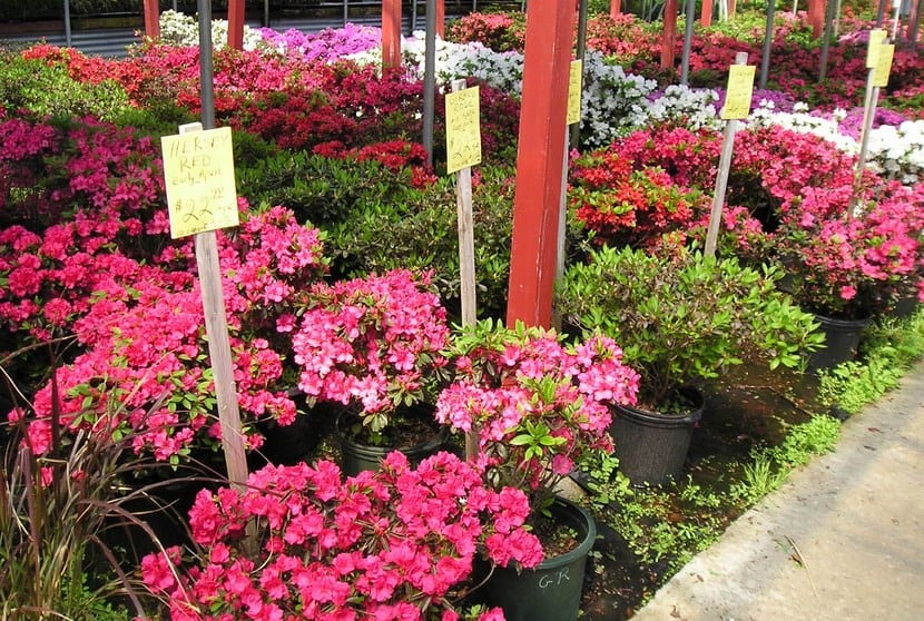 Variedades de azalea: cuáles elegir y por qué colores