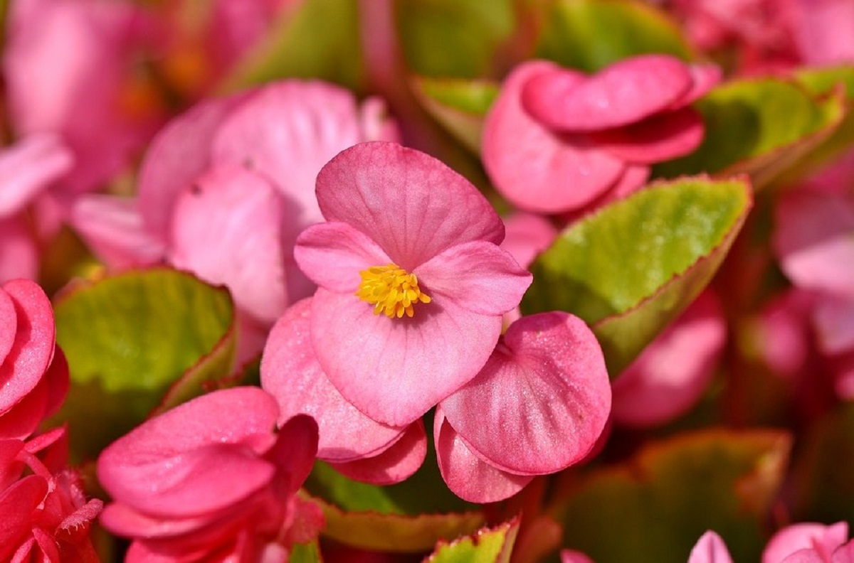 Begonia corallina o tamaya: cuidados, poda y esquejes